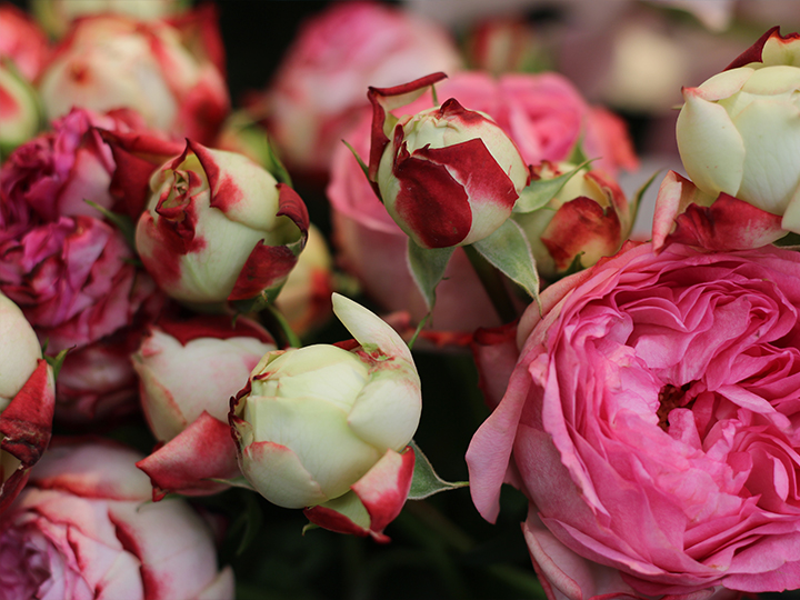 Neill Strain Floral Couture Pink Bouquet