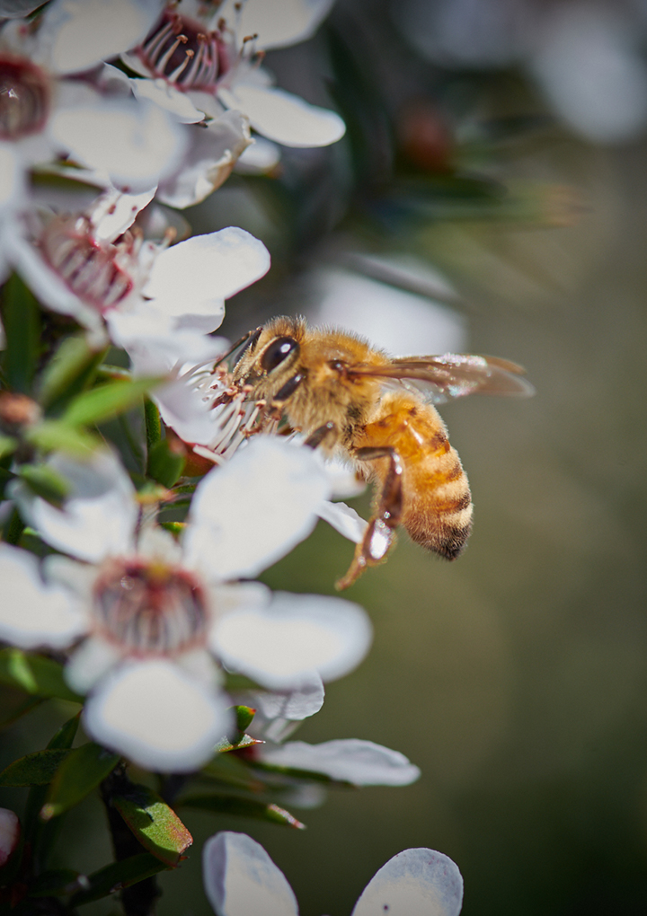 manuka